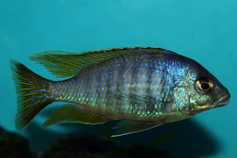 Placidochromis sp. 'jalo' Jalo Reef